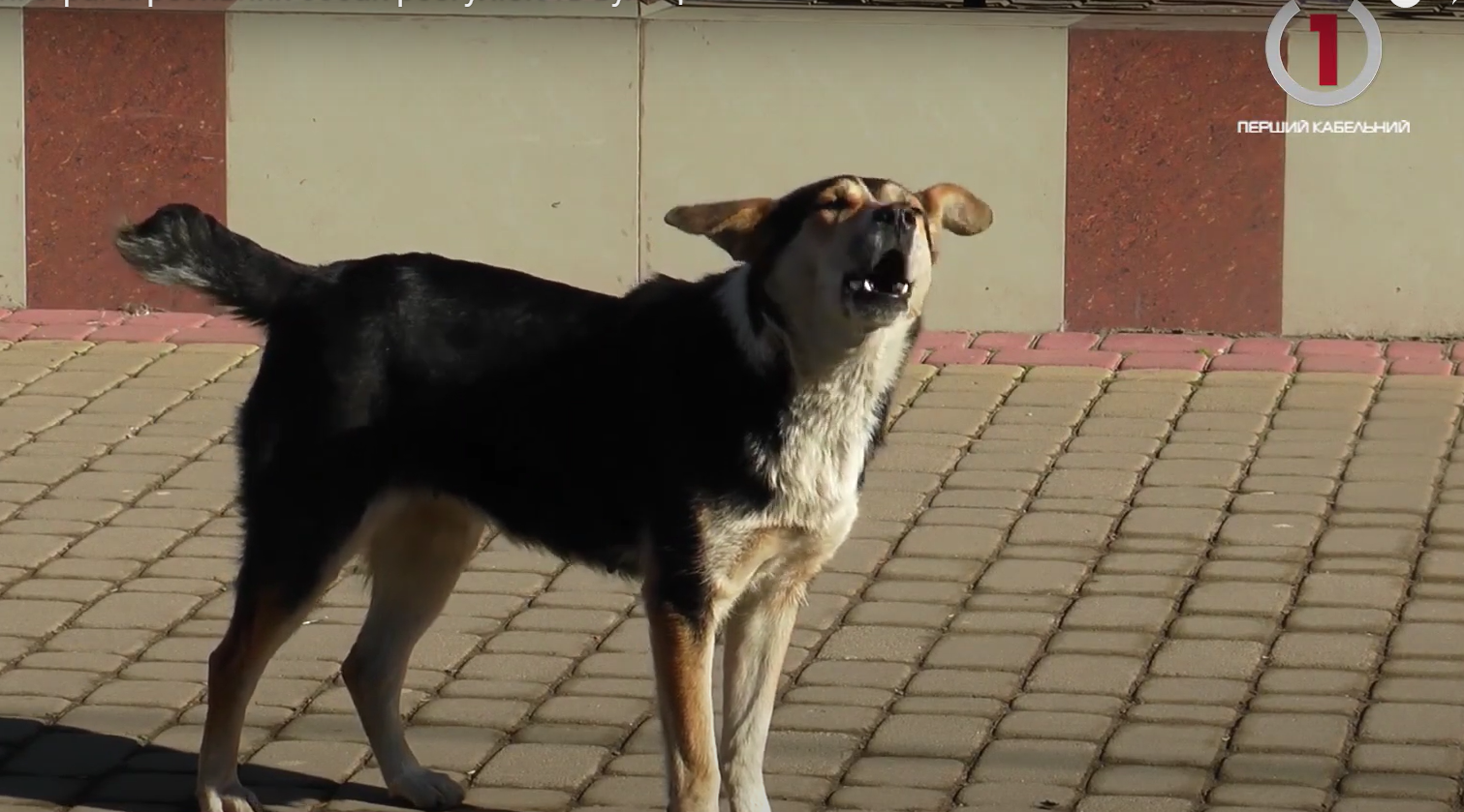 Небезпека для містян: зграї агресивних собак розгулюють вулицями Сваляви