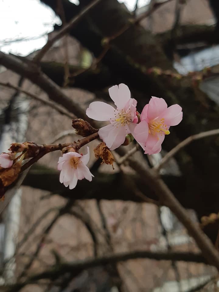 В Мукачеві зацвіла “шалена” сакура