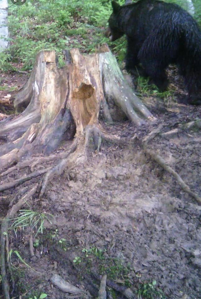 На Рахівщині зафіксували рідкісних хижаків: кого ховають у собі Карпатські ліси