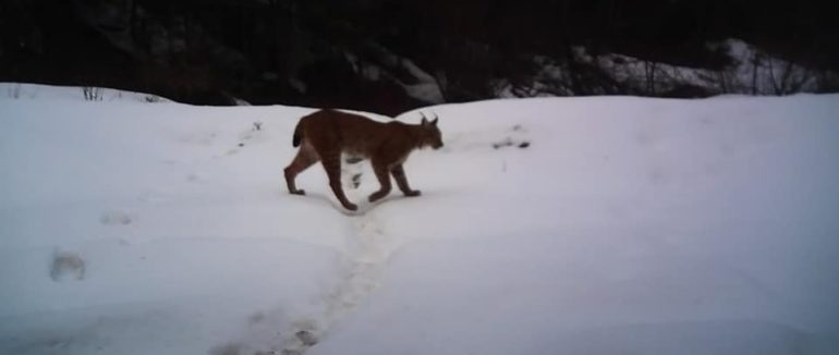 На Рахівщині зафіксували рідкісних хижаків: кого ховають у собі Карпатські ліси