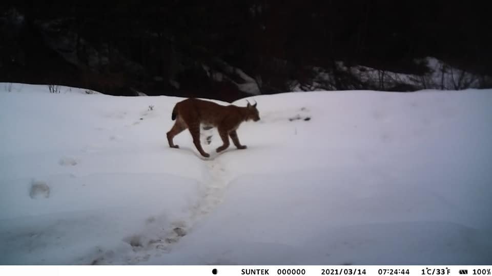 На Рахівщині зафіксували рідкісних хижаків: кого ховають у собі Карпатські ліси