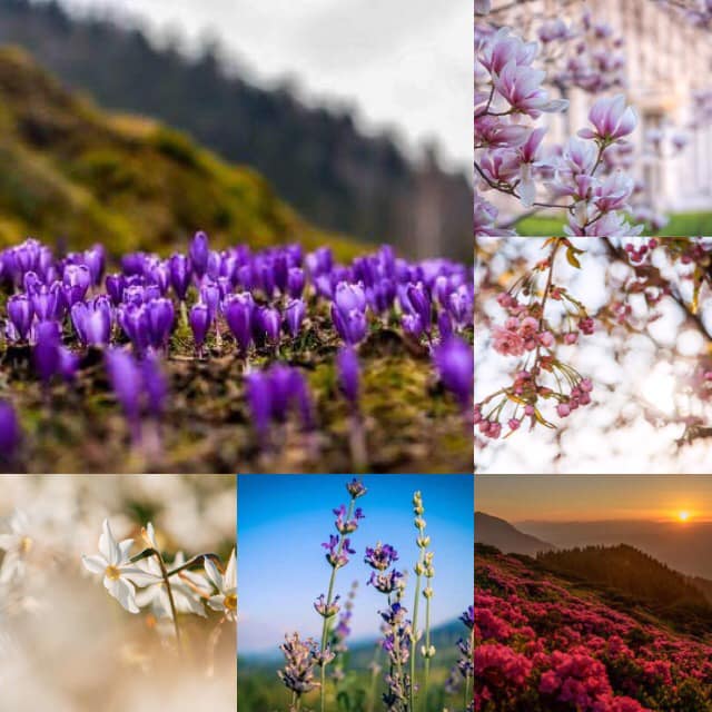 Календар цвітіння на Закарпатті