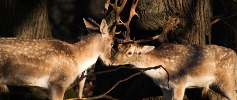 Від завтрашнього дня по Україні починається сезон тиші