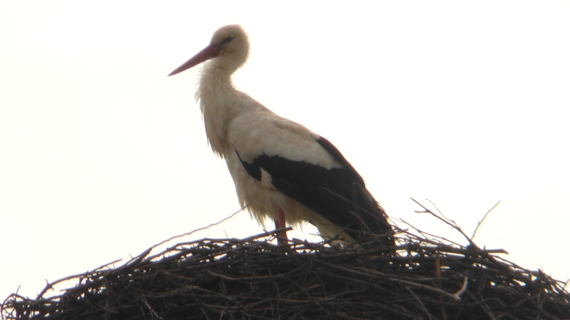Без пари: у Барбово повернувся одинокий лелека