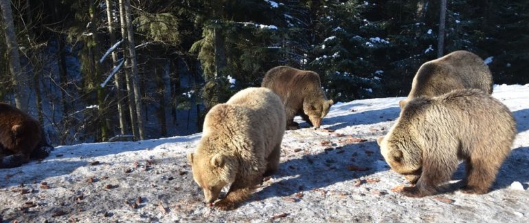 Відчули весну: на Закарпатті почали прокидатися бурмило