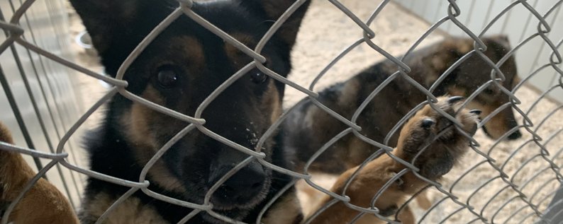 В Ужгороді на станції вторсировини проводять благодійну акцію для “Барбоса”