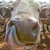 Червона паприка та угорські корови: на Закарпатті готують новий туристичний маршрут