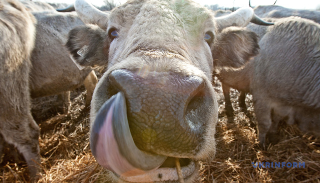 Червона паприка та угорські корови: на Закарпатті готують новий туристичний маршрут