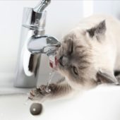 На декількох вулицях Мукачева буде відсутнє водопостачання