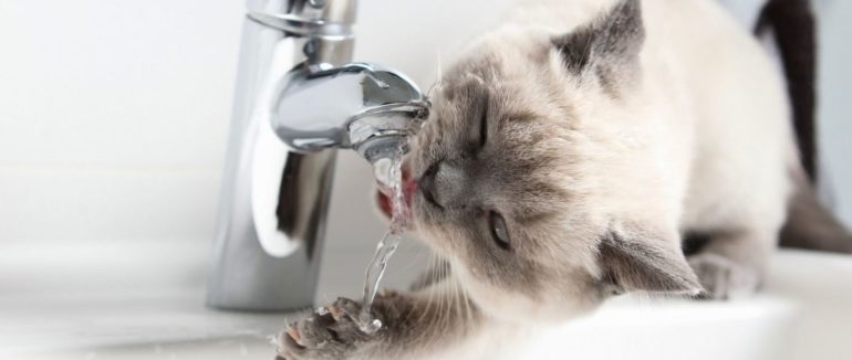 На декількох вулицях Мукачева буде відсутнє водопостачання