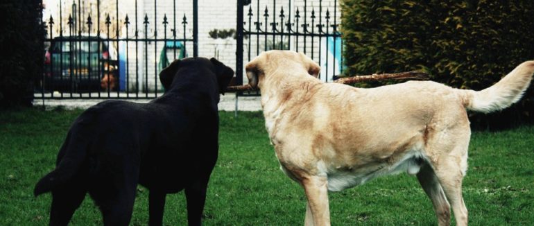 У Мукачеві невідомі отруїли собак на території приватних будинків