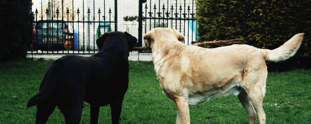 У Мукачеві невідомі отруїли собак на території приватних будинків