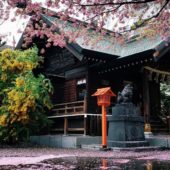 Неймовірна краса: Токіо “потонув” у рожевому квіті сакур