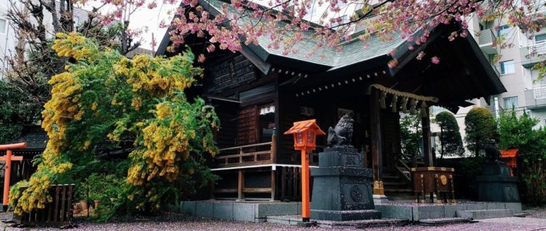 Неймовірна краса: Токіо “потонув” у рожевому квіті сакур