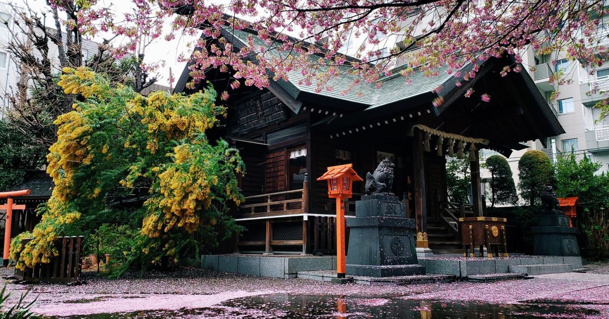 Неймовірна краса: Токіо "потонув" у рожевому квіті сакур