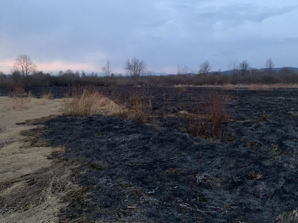 Закарпаття, Долина нарцисів, підпал, вогонь, пожежа