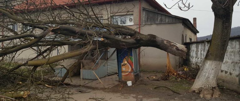 На Закарпатті від сильного вітру дерева просто валяться