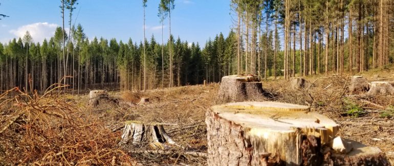 Незаконна вирубка лісу на Закарпатті склала збитки державі близько на 7 мільйонів гривень