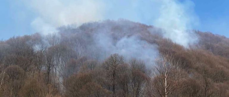 На Іршавщині зловили чергового палія: пожежа охопила величезну площу в лісі