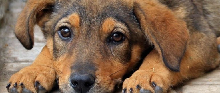 Майданчики для вигулу та стерилізація безпритульних тварин: у Мукачеві схвалили зміни до “Програми захисту тварин”