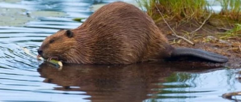 Ужгородський бобер: тваринка оселилась біля пішохідного мосту