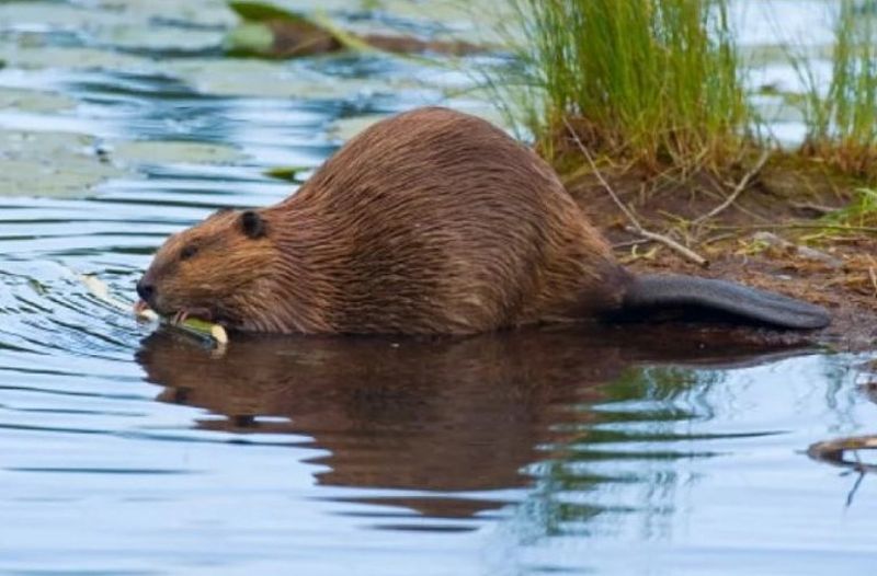 Ужгородський бобер: тваринка оселилась біля пішохідного мосту