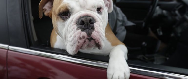 Youtube буде блокувати постановочні відео “порятунку” тварин