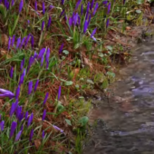 Потепління на Закарпатті: яка буде погода в останні дні березня