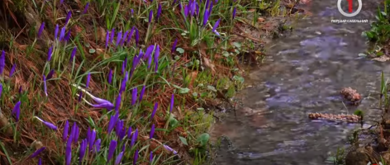 Потепління на Закарпатті: яка буде погода в останні дні березня