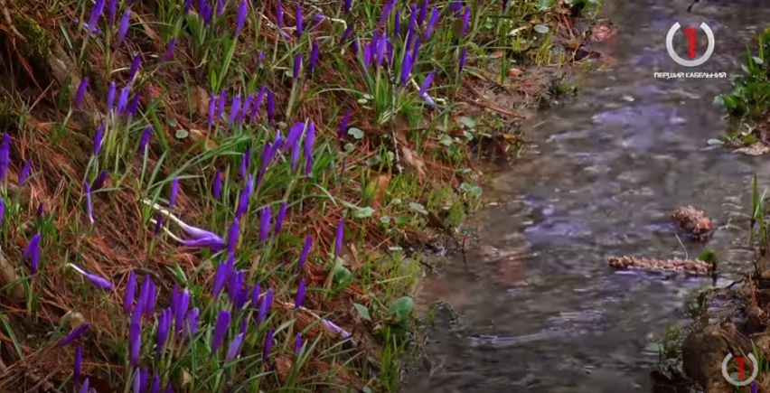 Потепління на Закарпатті: яка буде погода в останні дні березня