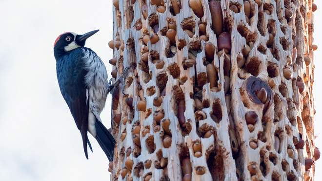 Як жолудевий дятел перетворює дерева на сито
