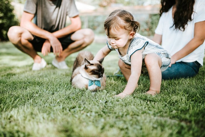 кішечка, кіт, домашній улюблинець, муркотіння, взаємодія, тварини, лікування, ультразвук