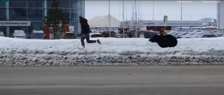 Ведмідь по вулиці ганявся за чоловіком