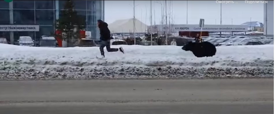 Ведмідь по вулиці ганявся за чоловіком