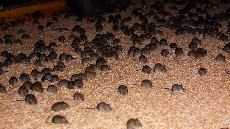 Нашестя Австралійських мишей: гризунами покусані троє людей