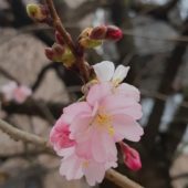 Маленька Японія на Закарпатті: у Мукачеві розцвіла сакура