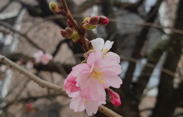 Маленька Японія на Закарпатті: у Мукачеві розцвіла сакура
