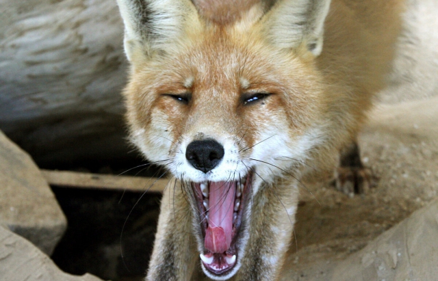 Брикети від сказу тварин: у Словаччині біля українського кордону розкидають їстівні приманки з вакциною