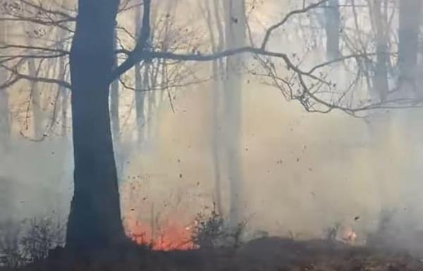 На Іршавщині зловили чергового палія: пожежа охопила величезну площу в лісі