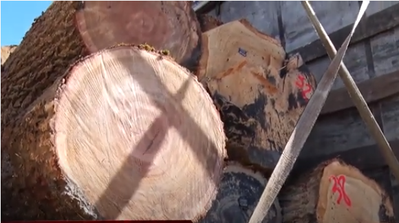 Вирубка лісу на майже 200 тисяч грн: гучний інцидент у Шаланках