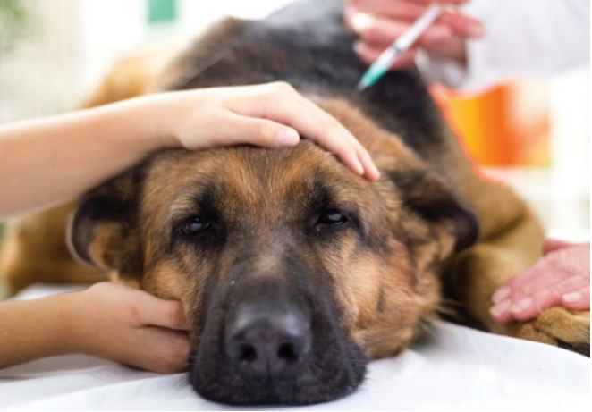 У Мукачеві невідомі підкидують ласощі з отрутою тваринам