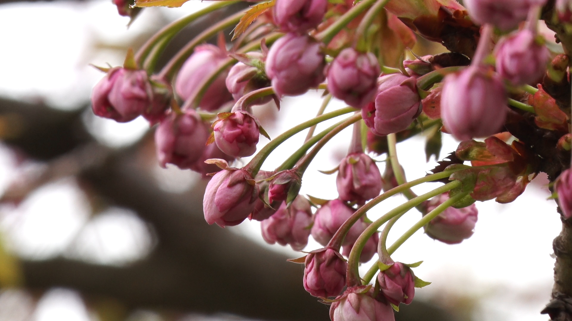 Ужгород незабаром охопить сакурова лихоманка