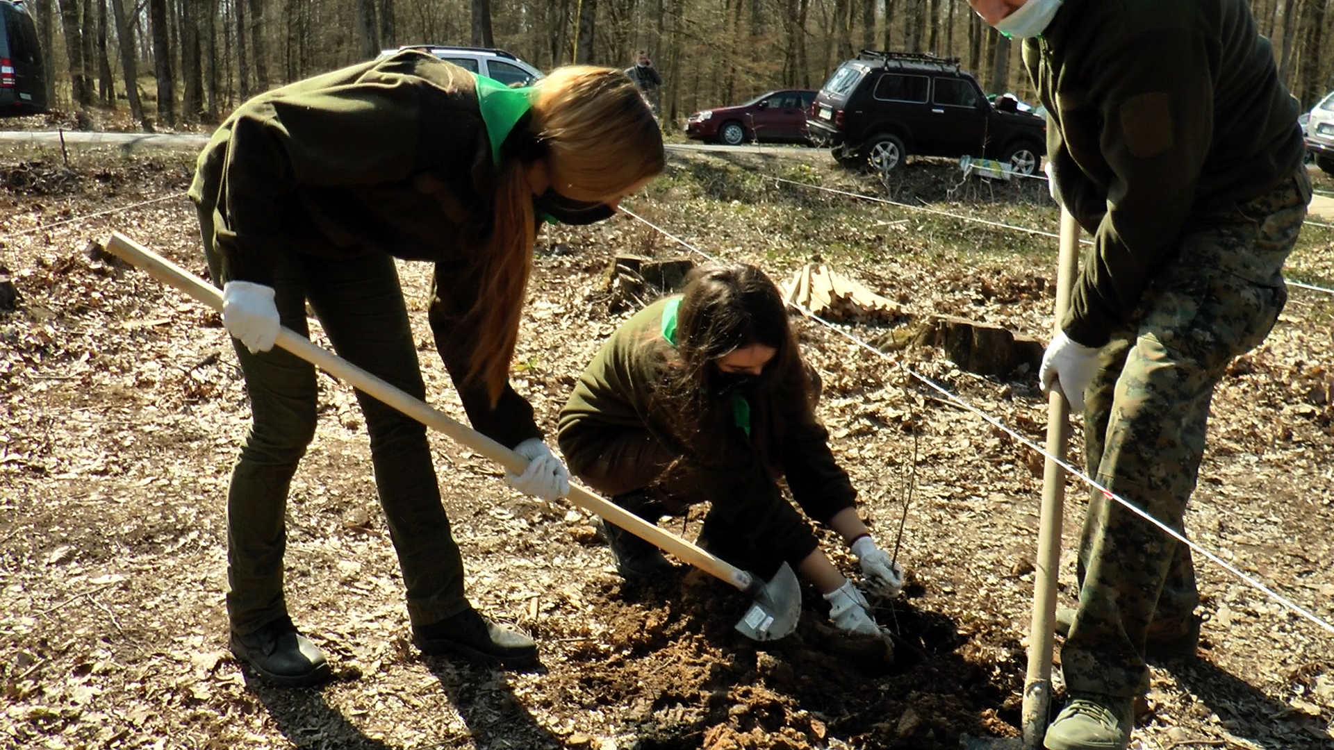 На Закарпатті висадили майже 65 тисяч дерев