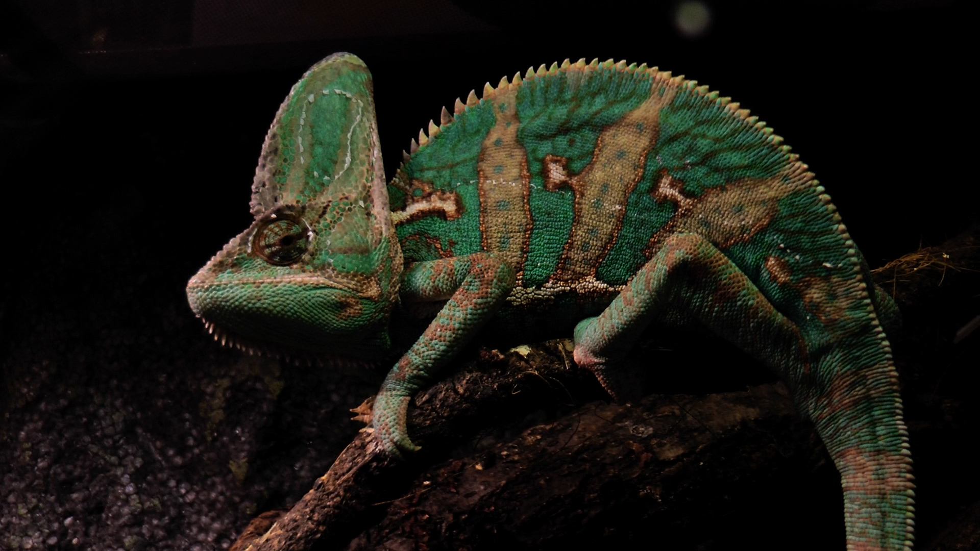 Домашні улюбленці: як тварини впливають на самопочуття?