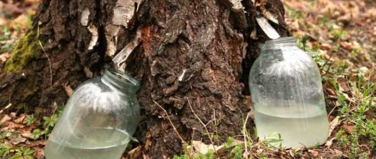 Чи корисний березовий сік і чи шкодять деревам його збирачі