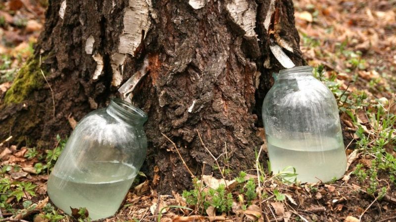 Чи корисний березовий сік і чи шкодять деревам його збирачі