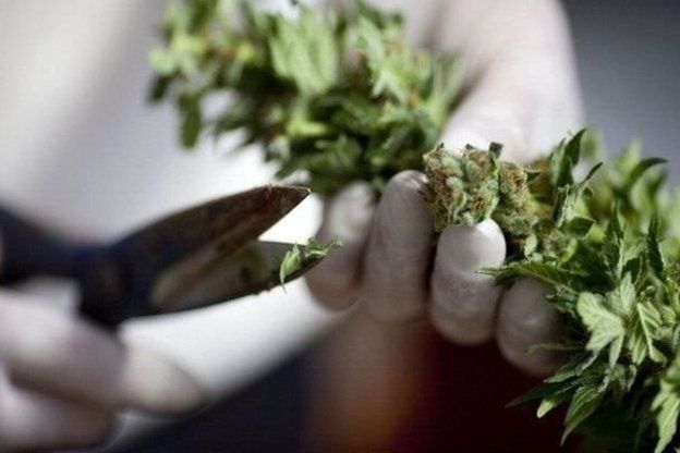 Медичний канабіс. Чи справді Україна його дозволила