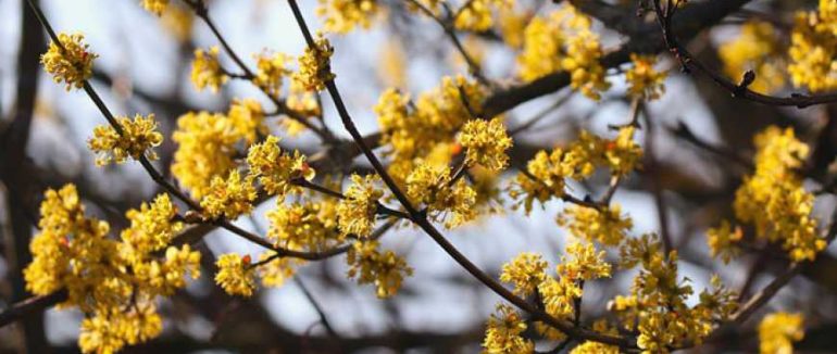 Найстаріша в Україні плантація кизилу цвіте у селі Черна