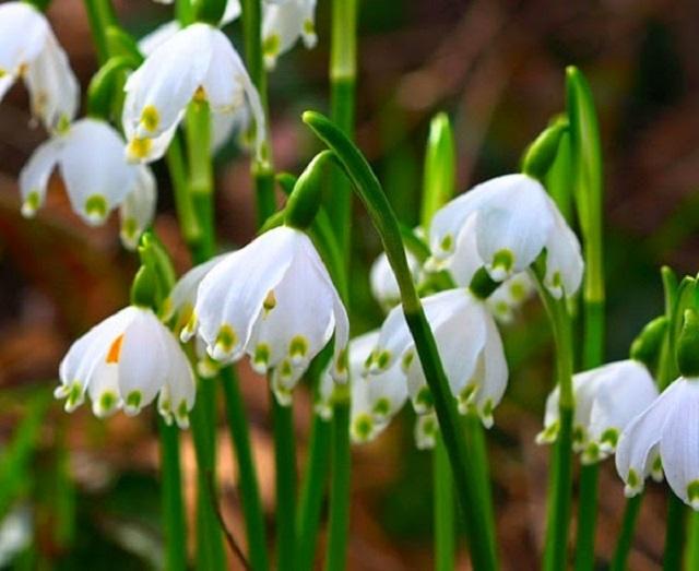 Весняні первоцвіти: на Іршавщині розквітли червонокнижні квіти