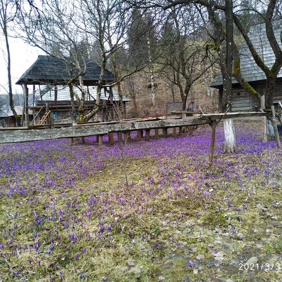 Закарпаття, Скансен, Колочавський скансен, цвітіння, шафрани, пік цвітіння, природа, квіти